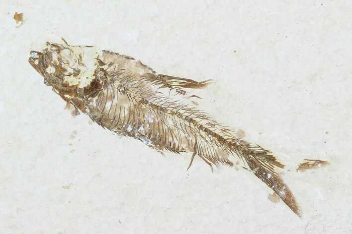 Bargain, Fossil Fish (Knightia) - Wyoming #99227